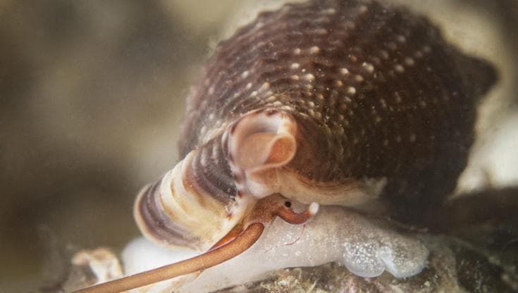 La lumaca vampiro è l’unica specie del Mediterraneo candidata a diventare mollusco dell’anno