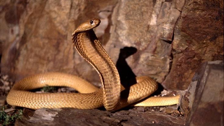 È stato scoperto un antidoto per il morso di 17 serpenti (compreso il cobra)