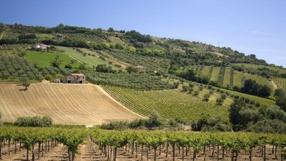 Montepulciano d’Abruzzo, il vino ambasciatore della regione in Europa e Usa