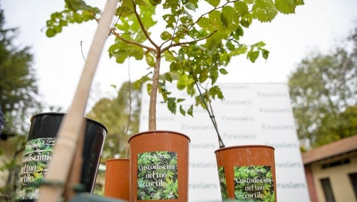 Dai germogli alle piante: restituiti 2mila vasi che diventeranno gli alberi di "Custodiscimi"