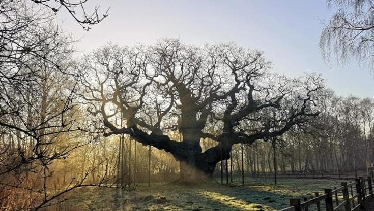 La fine della quercia millenaria di Robin Hood
