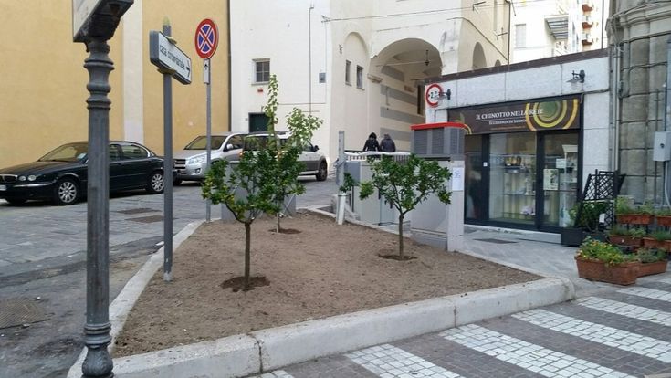 Savona, piante di chinotto in via Paleocapa