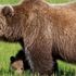 Anche un bicchiere di Montepulciano può salvare l’orso abruzzese