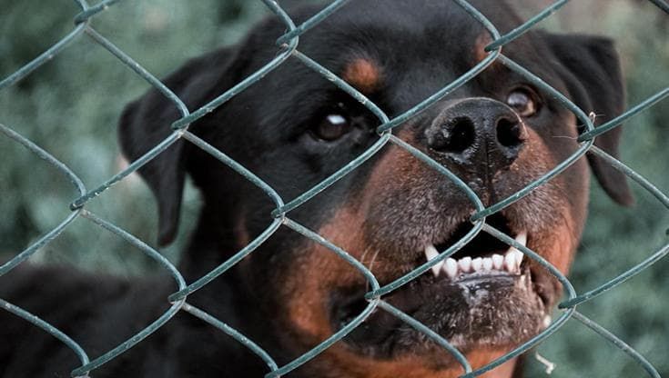 Bambino di 5 anni aggredito da rottweiler: ricoverato in gravi condizioni. La procura apre un fascicolo