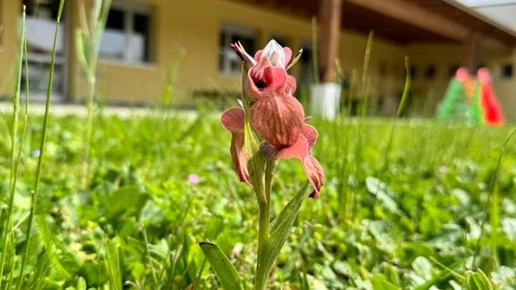Scoperta per caso una rara orchidea nel giardino di una scuola materna in Versilia