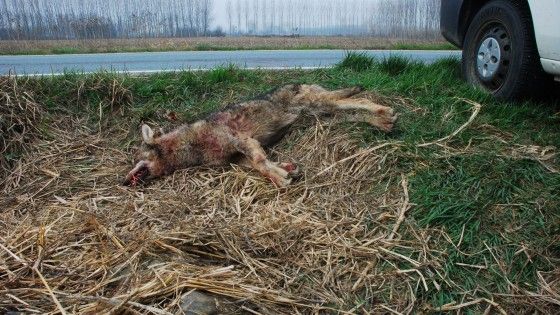 Giovane lupo travolto e ucciso da un'auto alle porte di Torino