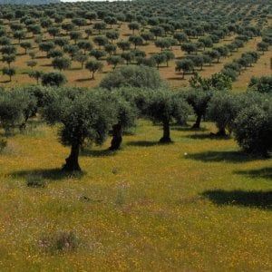 Ottomila imprese agricole attendono i fondi del biologico, le associazioni scrivono a Mattarella