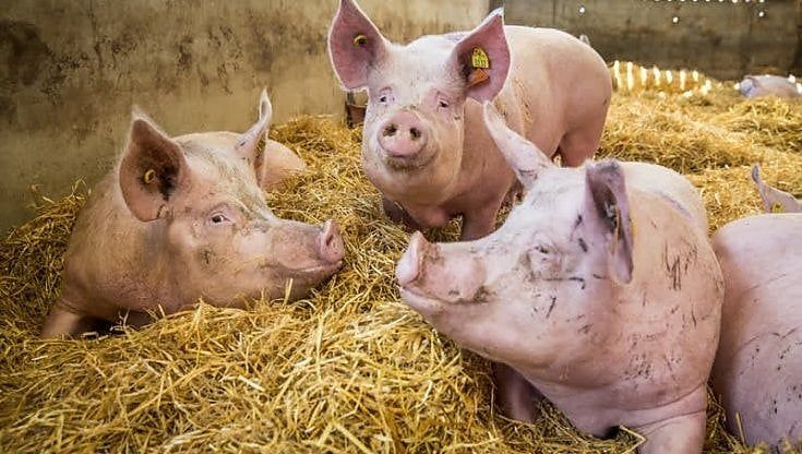 Salumi sull'ottovolante: tra covid e peste vanno ko (dopo i record) i prezzi dei maiali