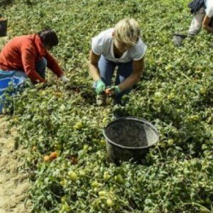 Caporalato, in 400mila lavorano nei campi per meno di 2,5 euro l'ora