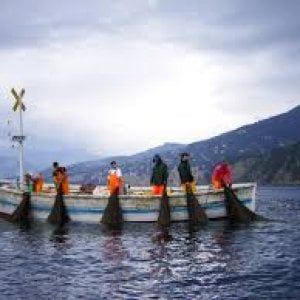 Campagna di Eataly: "Salviamo la tonnarella di Camogli"