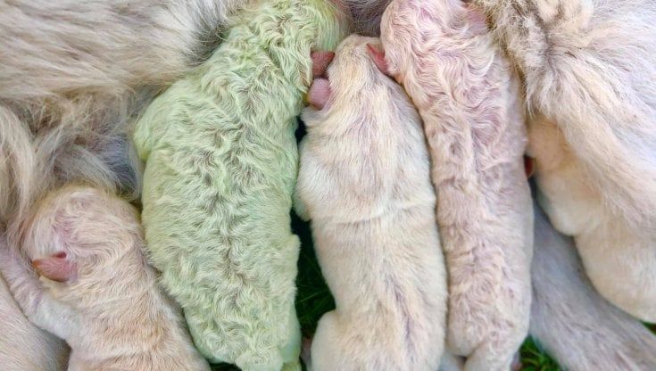 Sardegna, l'allevatore del cane nato verde: "Il mio Pistacchio non è il più debole, è un mangione"