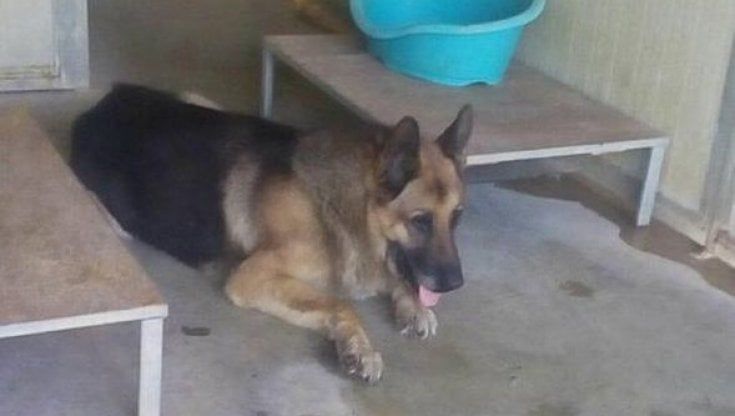 "Quel cane non lo conosco", ma i vigili smascherano il padrone infedele che lo voleva abbandonare: maxi multa
