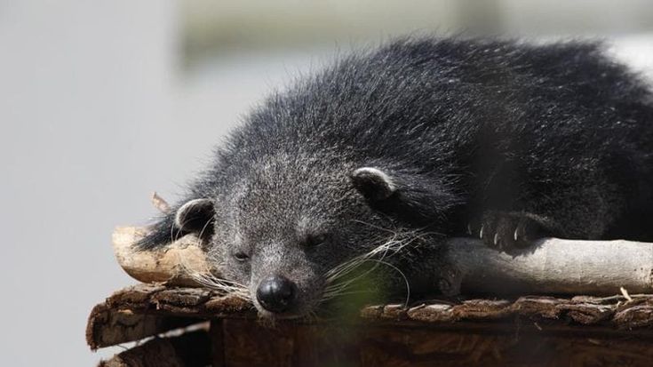 Allo zoo di Napoli arriva Menchi, il “gatto orsino” del Sud-est asiatico