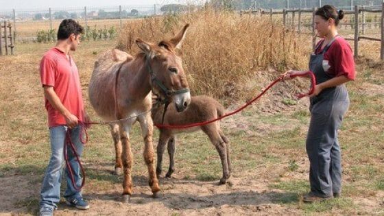 Latte di asina amiatina per i bimbi allergici a quello di mucca 