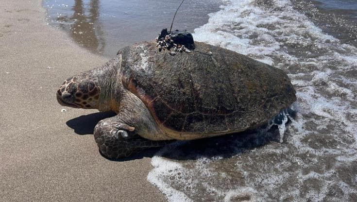 L'ultimo viaggio di Simba, tartaruga col Gps: "Così è morta nel mare di Castelvolturno"