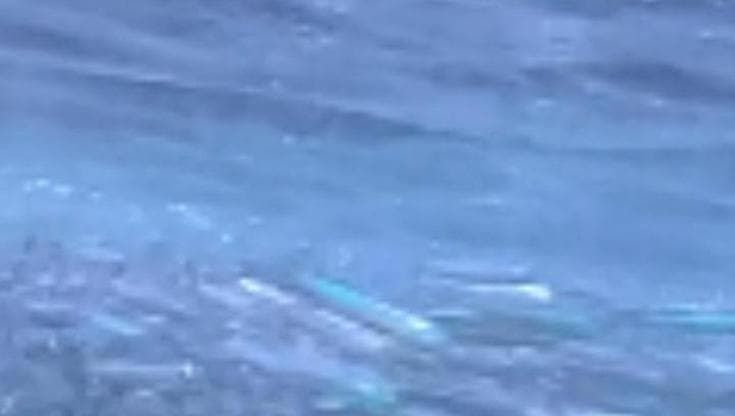 Barcellona, la danza di migliaia di acciughe a pochi metri dalla spiaggia