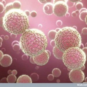 Il virus Zika potrebbe colpire anche il cervello degli adulti