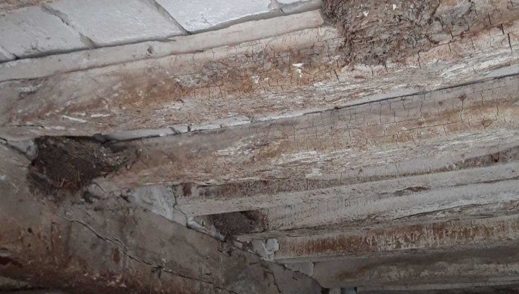Gli ambientalisti: "Salviamo le rondini di San Ruffino: stop ai lavori, devono nidificare"