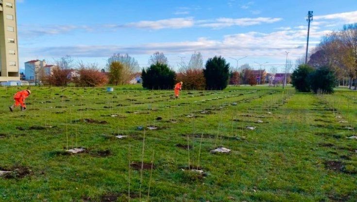 Arbolia realizza a Udine un nuovo bosco urbano