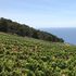 Quel vino oltre le sbarre