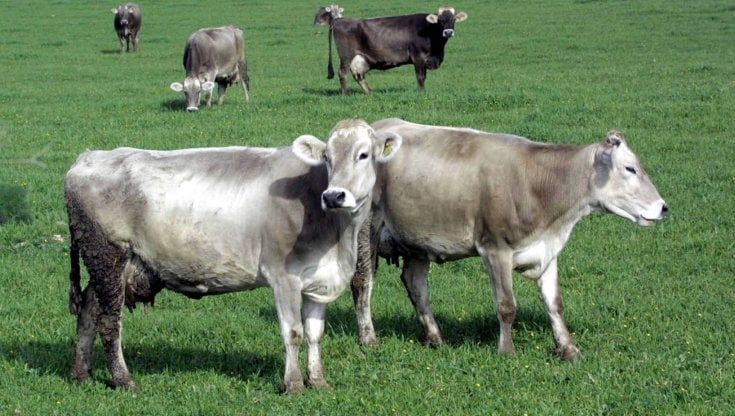 Mucche invadono agriturismo, multa di 10 mila euro all'allevatore