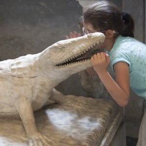 Alla scoperta degli occhi del coccodrillo