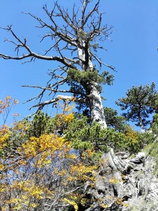 Italus, l'highlander dei boschi del Pollino ha 1230 anni