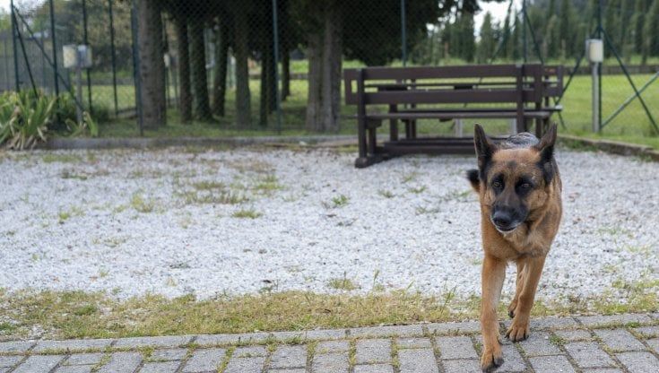 Ugnano, interrogazione in Palazzo Vecchio sul Parco degli animali dopo l'articolo di Repubblica