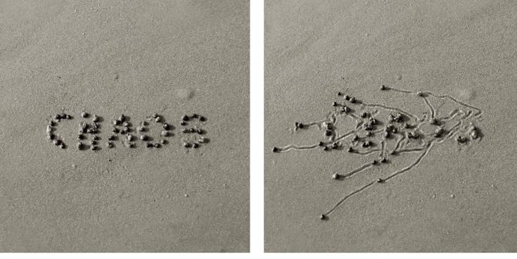 Dagli Usa alla Scozia, i disegni delle lumache sulla sabbia