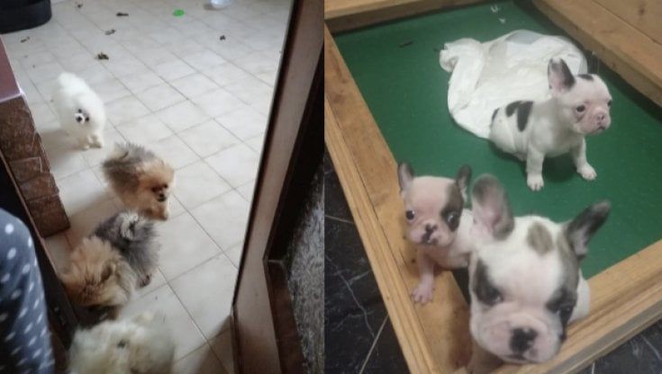 Traffico di animali, sgominata organizzazione criminale: spacciava meticci per cani di razza. Salvi 109 cuccioli, 14 indagati