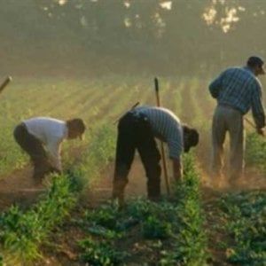 Migranti, regolarizzazione del lavoro nero, contrari M5s. Ma la ministra Bellanova: "Non sono qui a fare tappezzeria"