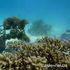 Tecnologia 3D e IA per salvare la barriera corallina