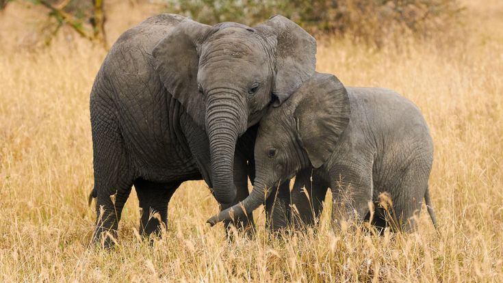 Uno strano animale chiamato elefante