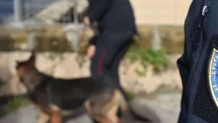 Tiene 4 chili di droga in casa sul tavolo alla portata dei bambini, arrestato 