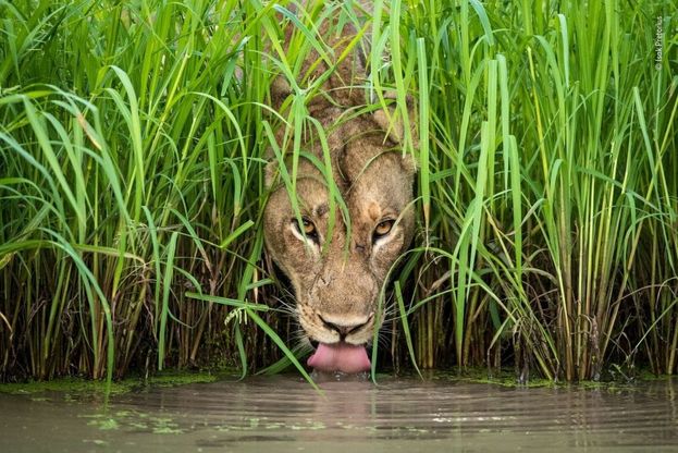 Wildlife Photographer of the Year: a Milano i cento scatti premiati dal Museo di storia naturale di Londra