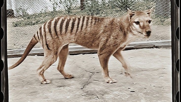 Ecco com'era la tigre della Tasmania: l'animale ormai scomparso ritrova i colori