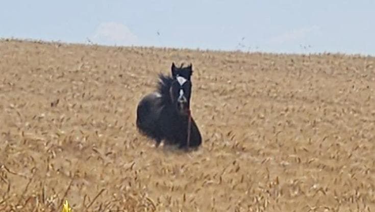 Cavallo fugge da un’azienda a Gravina in Puglia e finisce in un canale: salvato dai vigili del fuoco