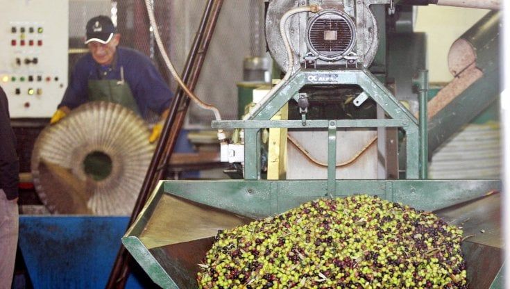 Toscana: Olio nuovo a ruba. Rebus giacenze: valgono tre raccolti