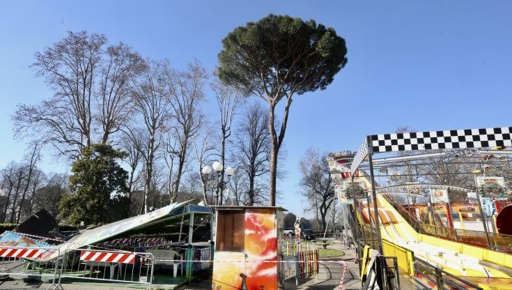 Radici indebolite da un fungo: ecco perché è crollato il pino 