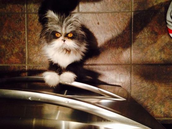 Atchoum, il gatto extra-peloso che ha stregato il web