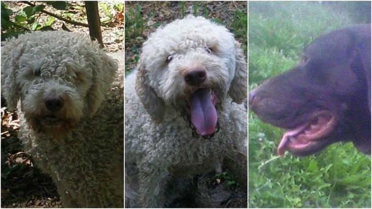 Rapiti tre cani nel Bolognese, il disperato appello della famiglia
