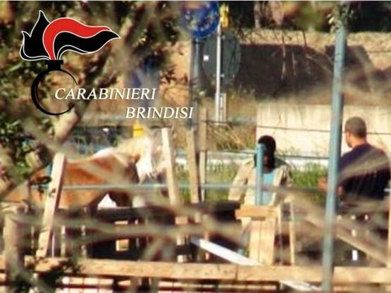 Brindisi, blitz nel maneggio degli orrori: arrestato il titolare 