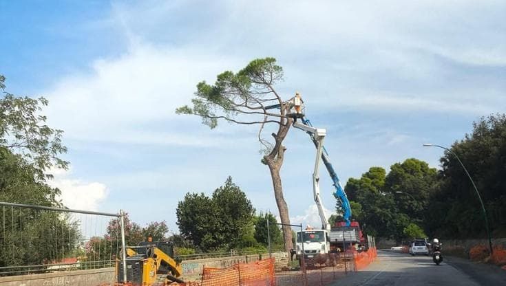 Napoli, addio al famoso pino da cartolina: abbattuto l’ultimo albero in via Manzoni