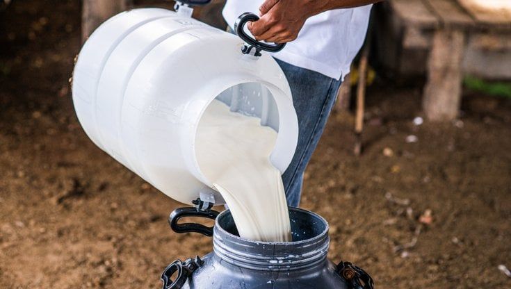 Quote latte, concessa la rateizzazione a 30 anni delle cartelle esattoriali agli allevatori italiani