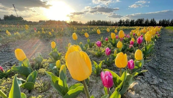 Diecimila tulipani in dono per ospedali Covid e rsa: via alla raccolta fondi per spedirli in tutta Italia. "La bellezza cura"