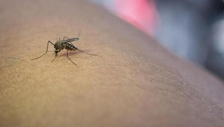 West Nile, primo caso autoctono in Liguria. Bassetti: “Paziente in rianimazione, serve protocollo”