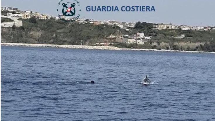 Delfino intrappolato in una rete da pesca salvato a largo di Procida