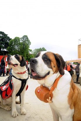 Cani, corni e formaggi: la Svizzera invade Milano