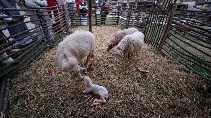 Agnellino nasce al presepe vivente nell'Aretino: dall'emozione alla proposta di adozione degli animalisti