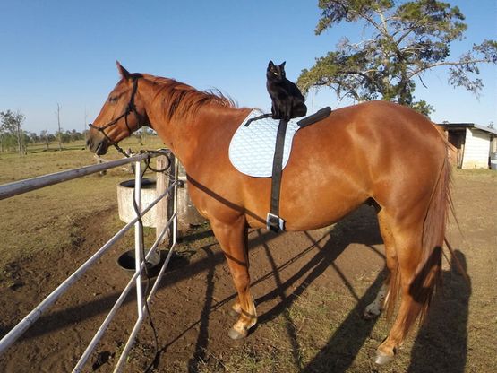 Amicizia a quattro zampe: ecco Morris, il gatto che ama andare a cavallo